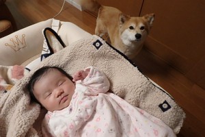 春日市　自宅　すみれ　犬のペコ
